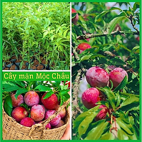 Mua Cây giống mận hậu Mộc Châu quả to giòn ngọt  cây ghép cao 60-90 cm( ảnh thật 2 hình cuối)