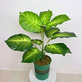 Mua Cây trầu bà giả - 12 lá - cao 60cm - Cây giả  hoa lụa trang trí nhà cửa