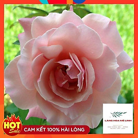 Hoa hồng leo Our Lady of Guadalupe Hoa có màu hồng, thơm nhẹ. Hoa rất sai , hoa quanh năm