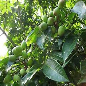 CÂY GIỐNG CÂY TRÁM XANH CAO SẢN, CAM KẾT GIỐNG CHUẨN F1 - CGCTTTC