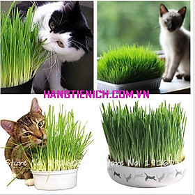 Mua Hạt giống cỏ mèo 1kg