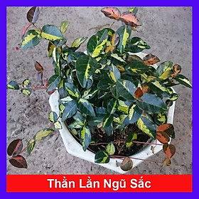 Cây Thằn Lằn Ngũ Sắc  - cây cảnh sân vườn + tặng phân bón cho cây