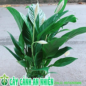 Mua Chậu Cây Lan Ý