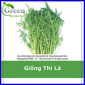 Mua Hạt Giống Rau Thì Là Dễ Trồng