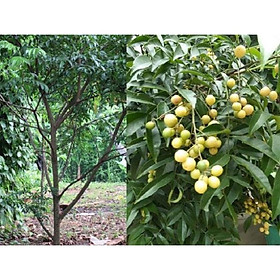 COMBO 5 CÂY GIỐNG CÂY MẮC MẬT , CAM KẾT GIỐNG CHUẨN F1