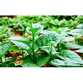 Mua Hạt Giống Rau Mồng Tơi Xanh - Gói 50gr