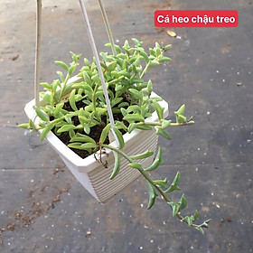 Mua Cá heo chậu treo