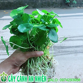 Hình ảnh Cỏ Đồng Tiền Trồng Thuỷ Sinh