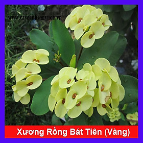 Cây Xương Rồng Bát Tiên (Vàng) - Cây cảnh mini + Tặng phân bón cho cây