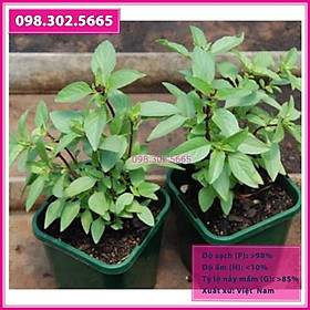 Gói 10gr hạt giống rau húng quế cao sản