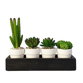 Khay gỗ tiểu cảnh trang trí với chậu xương rồng sen đá nhân tạo - Evergreen Life