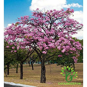 Cây giống kèn hồng cao 15-20cm .
