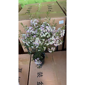 Mua CHẬU HOA THANH LIỄU HÀNG LOẠI 1 NHƯ ẢNH_ KHÔNG ĐẸP HOÀN TIỀN