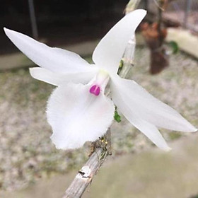 Mua kie Lan phi điệp 5 giống nhiều màu hàng sổ xố