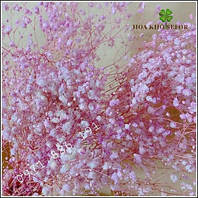 Mua Hoa Baby Bloom Gypsophila hoa khô trang trí nhà cửa  văn phòng