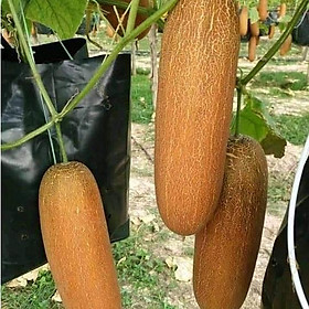 Mua Hạt giống Dưa Chuột Đá  xuất sứ Ấn Độ-gói 10 hạt/tặng kèm gói phân bón lót