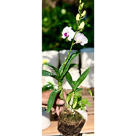 Chậu lan Denro MS03