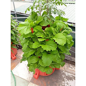 Tháp trồng rau hữu cơ Eco Viêt Nam