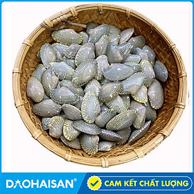 Ốc Chip Chip - Sò Lụa Sống