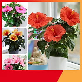 Hạt Giống Hoa Dâm Bụt Lùn - Nảy Mầm Cực Chuẩn