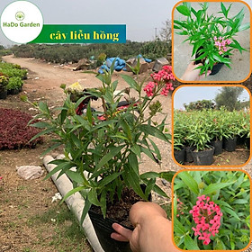 Mua Cây hoa liễu hồng