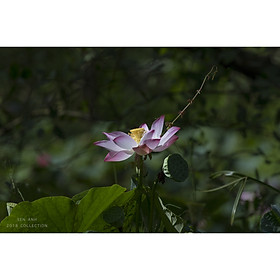Tranh canvas hoa Sen treo phòng khách ST-00100