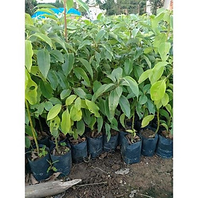 Combo 2 cây xá xị  đẹp, chuẩn giống