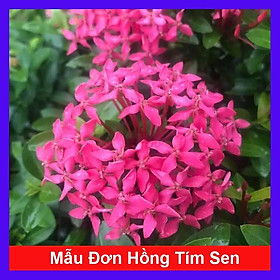 Mẫu Đơn Hồng Tím Sen ( bông trang hồng tím sen ) - hoa lá cây cảnh vườn + tặng phân bón mang đến cây