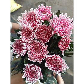 Mua Thuốc nhuộm hoa cúc mẫu đơn đổi màu hoa dạng nước  màu hữu cơ nhập khẩu Israel. Dùng nhuộm đổi màu hoa cúc và các loại hoa cắt cành chuyên dụng