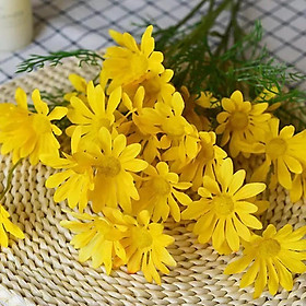 Mua Hoa cúc hoạ mi cành 5 bông siêu đẹp  hoa giả trang trí nhà cửa
