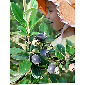 Mua Com bo 10 cây sim rừng chữa nhiều bệnh