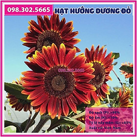 30 Hạt giống hoa hướng dương đỏ F1 - hạt chất lượng tốt, chất lượng đồng đều