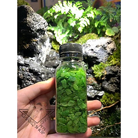 Mua Cốm dẹp xanh cho hamster