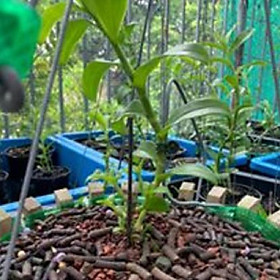 Hoa phong lan phi điệp - ngọc viễn đông+ 700g phân thỏ hữu cơ ki mập khỏe ấm chậu