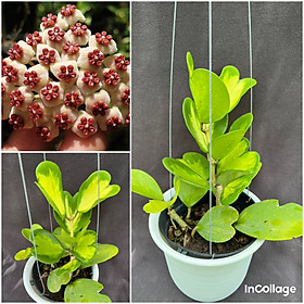 Mua Chậu Cẩm cù kerrii var thân leo lá hình tim kích thước như hình  ra hoa theo mùa