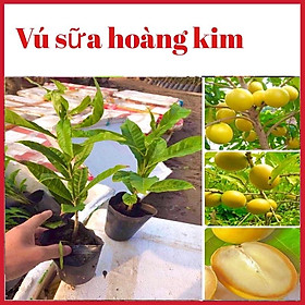 Mua Cây vú sữa hoàng kim vỏ vàng ruột trắng chuẩn giống rất dễ trồng