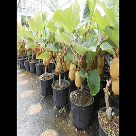 Mua Cây Giống Kiwi