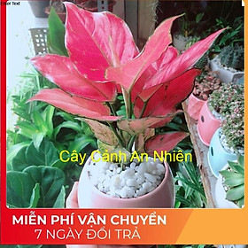 Mua Chậu Vạn Lộc Hồng