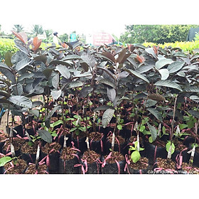 Mua Cây ổi tím Malaysia freeshipcao 60cm Mua 4 tặng 1 cây bất kỳ