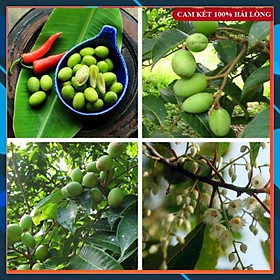 Cây Giống - Cây giống Cà Na Thái Dễ Trồng, Siêu Trái SAMSON GARDEN