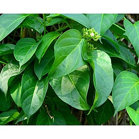 Mua cây thìa canh lá lớn giống