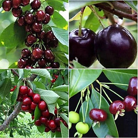 Hạt giống cây ăn trái cherry nhiệt đới - 1 gói 10 hạt/Kèm 1 gói kích thích nảy mầm