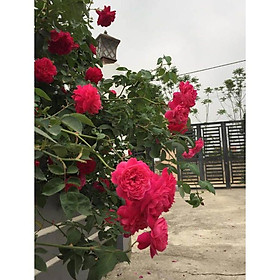 Mua Cây hoa hồng leo tường vi