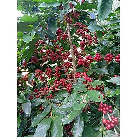 Mua cây giống cà phê ( cây giống có bảo hành)