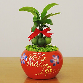 Cây Tài Lộc