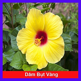 Cây Hoa Dâm Bụt Vàng - Cây cảnh sân vườn + Tặng phân bón cho cây mau lớn