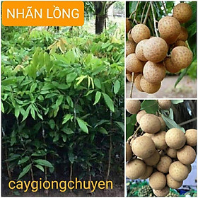 Mua GIỐNG CÂY NHÃN LỒNG HƯNG YÊN GHÉP