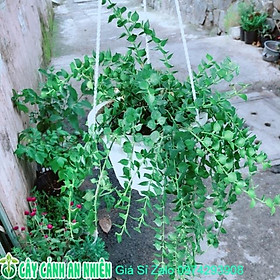 Mua Chậu Cây Lá Tim