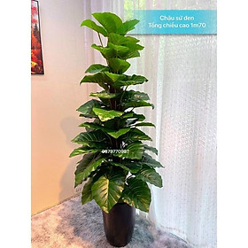 Mua Cây giả - Cây Trầu Bà Cột Kèm Chậu