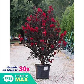 Mua cây hoa tường vi huyết long đang hoa siêu đẹp